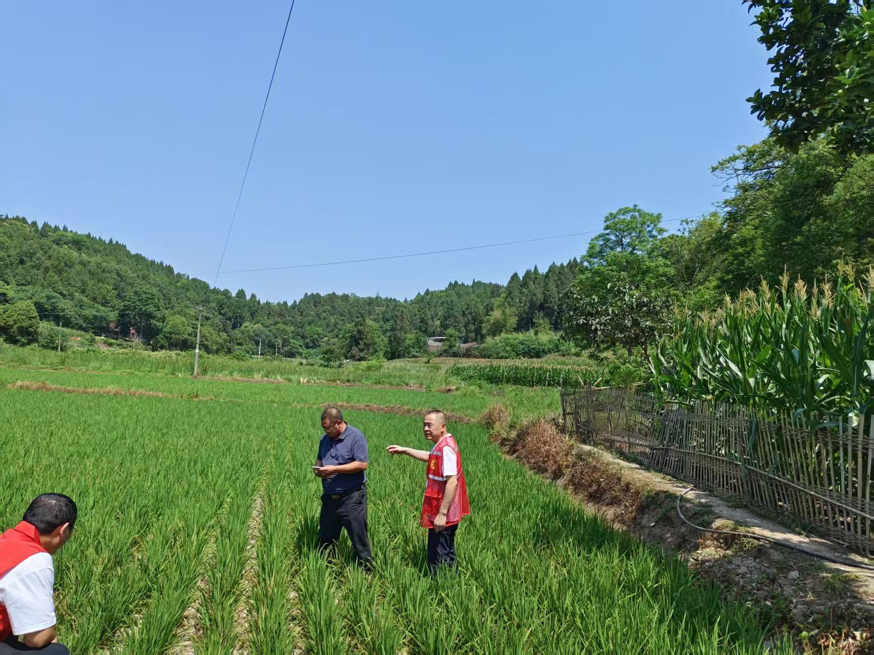 蓬溪县常乐镇 双线作战稳农业 多措并举护民生